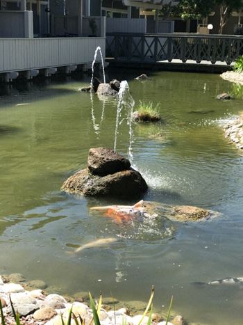 pond fountain w/ koi fish